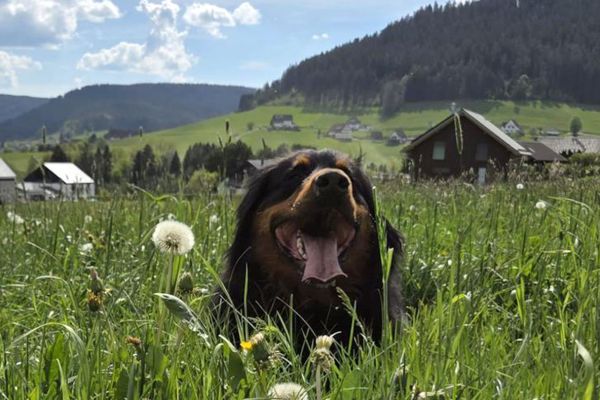 hund-in-wiese-wa0012A56F4441-1E5A-45BA-8466-0F06A617D01F.jpg