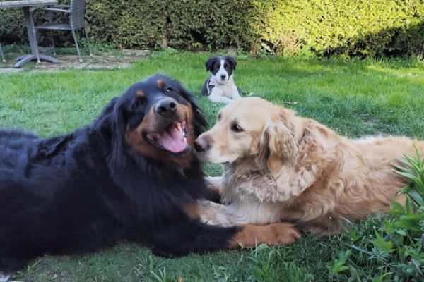 3-hunde-650x470pxC91FF18B-4F84-F291-DA89-E5D686CC8E4F.jpg