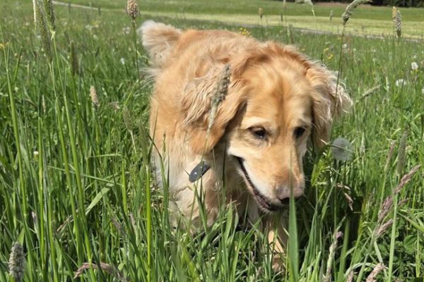hund-650x470px1A7509D6-A635-1A17-8B2E-478CFC1F4DCE.jpg