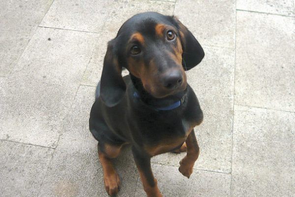 hund16c404f6c-dcff-3fd0-6eea-285e13ec90eff1aae4c6-7656-fc8d-1f66-ee979b3e91a8163F6BD8-7508-AA39-632B-47AE75D86CFB.jpg