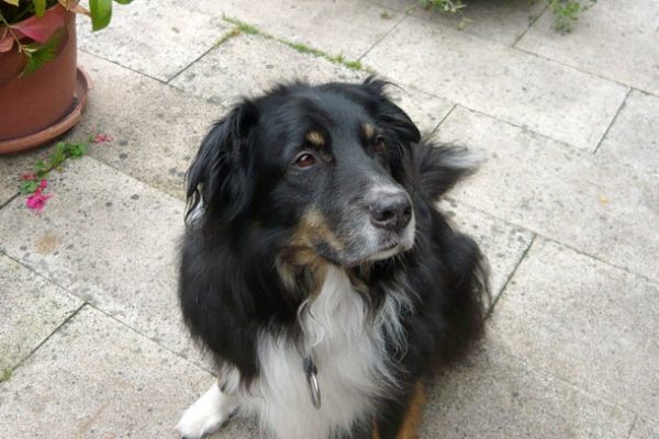 hund23284ed22-07fb-fd99-e31b-0391046017dd4016f926-0a52-7088-be72-4376ff25e70777542C9E-93FD-1EAC-6DBC-0FC0A36494F9.jpg