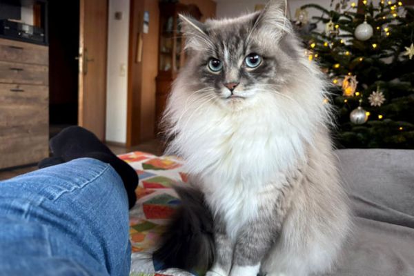 katze-650x470px310FEEA1-B115-654B-2B5C-03E230B9A9C9.jpg
