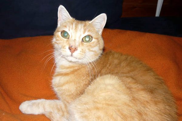 katze66c0bf4b-fb2c-b8f3-b5b3-7b5b8f6471e43d7c35ee-6d40-5769-7ad7-4b3629bca4ad20FD058D-E79F-B7C9-7ACE-C7F4BA28CFFA.jpg
